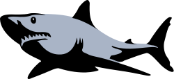 shark
